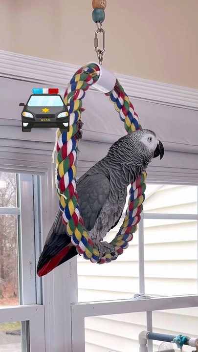 this parrot will make you cry laughing 😂