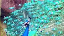 incredible peacocks nature’s most colorful birds