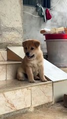 just look at this beautiful dog so adorable! ❤️