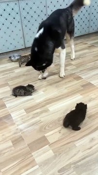 adorable dog and kittens hanging out cuteness overload! 💖