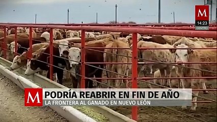 Prevén reapertura de la frontera al ganado en Nuevo León a fin de año