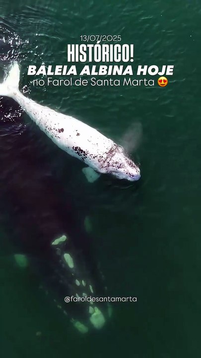 Filhote semialbino de baleia-franca é visto ao lado da mãe na costa de SC