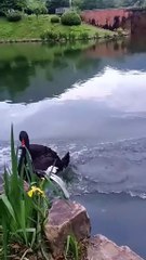 All video about birds life and hunting birds etc