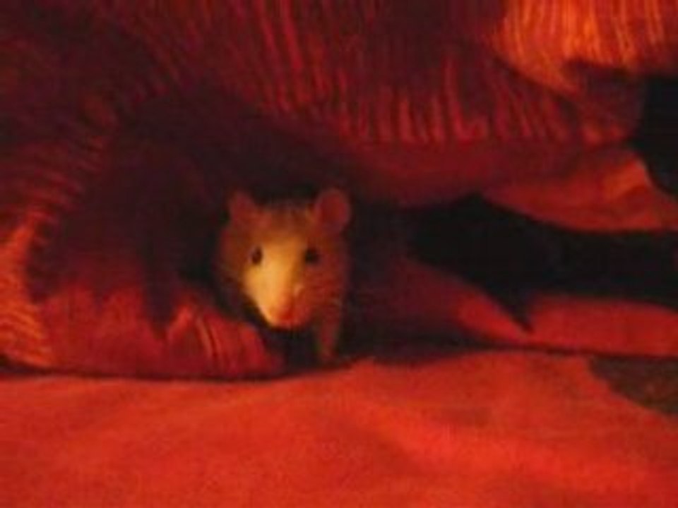 Shadow qui joue