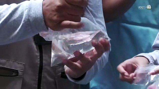 Jalisco suma siete meses en primer lugar nacional por casos de dengue