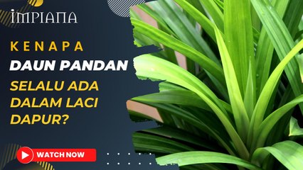Kenapa Daun Pandan Selalu Ada Dalam Laci Dapur?