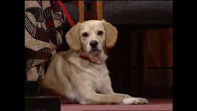 Child Denies Pulling Dog’s Ears | Part 2