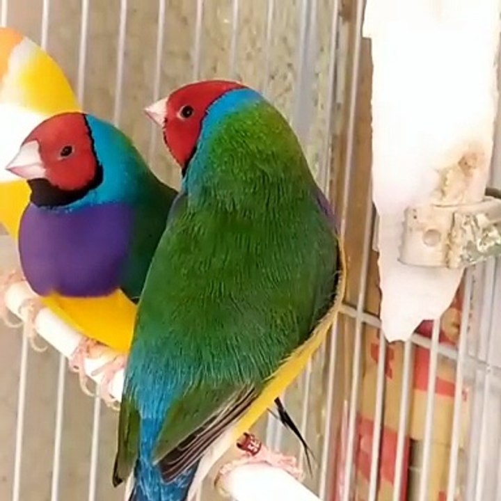 Birds Aesthetic