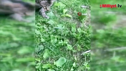Kedilerin yavru yılanla oyunu kamerada