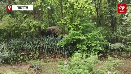 छत्तीसगढ़ के रास्ते शहडोल आ धमके 4 हाथी, दंतेल की दस्तक से अलर्ट पर वन टीम