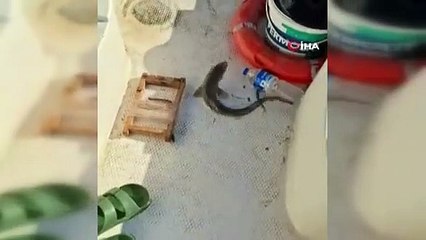 Gençlerin oltasına yavru köpekbalığı takıldı