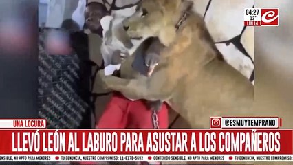 Liberó a un león en una obra en construcción y generando pánico entre sus compañeros