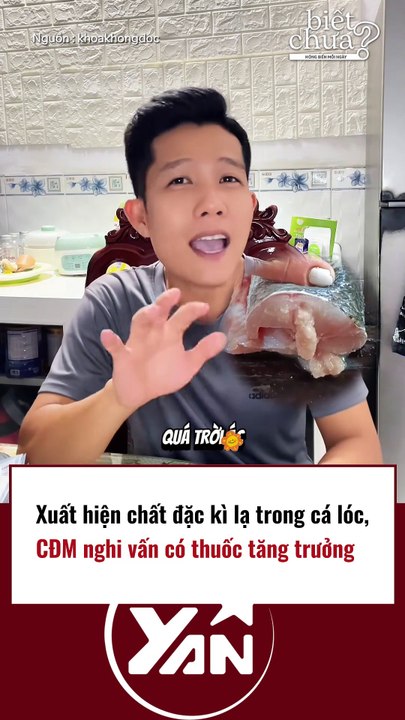 Cá lóc xuất hiện chất lạ, CĐM nghi ngờ có chất tăng trưởng