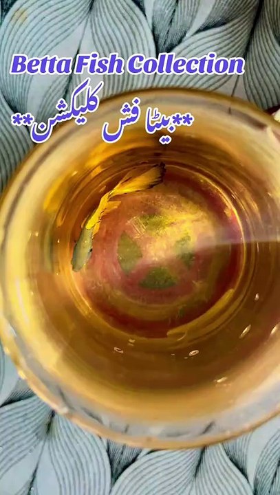 Pets Life #petslife #Viral #Funny #beauty