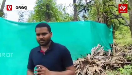 ସମ୍ବଲପୁରରେ ହାତୀ ମୃତ୍ୟୁ, ବର୍ଷକରେ ଗଲାଣି 5 ଗଜରାଜଙ୍କ ଜୀବନ