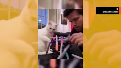 Mačke razaračice: Urnebesni videozapisi prikazuju mačke u kaotičnom modu