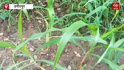 क्या है फॉल आर्मीवर्म? इस कीट से मक्की की फसल का कैसे करें बचाव?