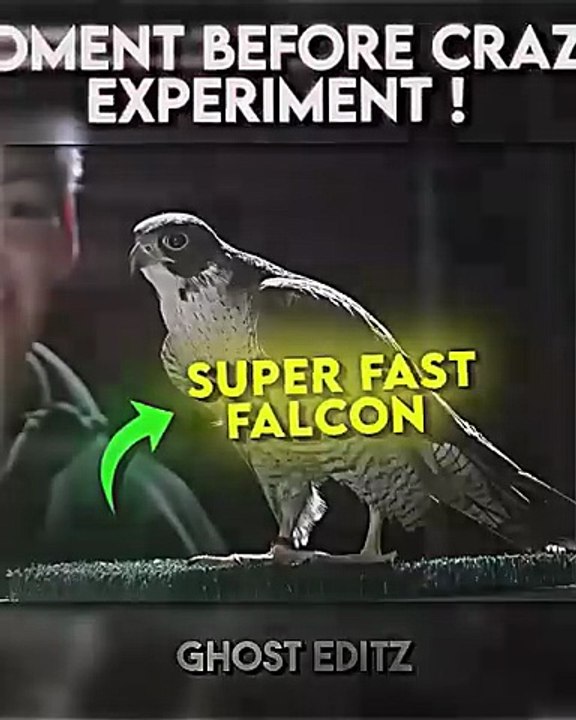 lazy predator 💀 - video Dailymotion