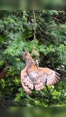 All video about birds life and hunting birds etc