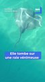 Elle tombe sur une raie venimeuse en allant à la plage sur la Côte d'Azur ...