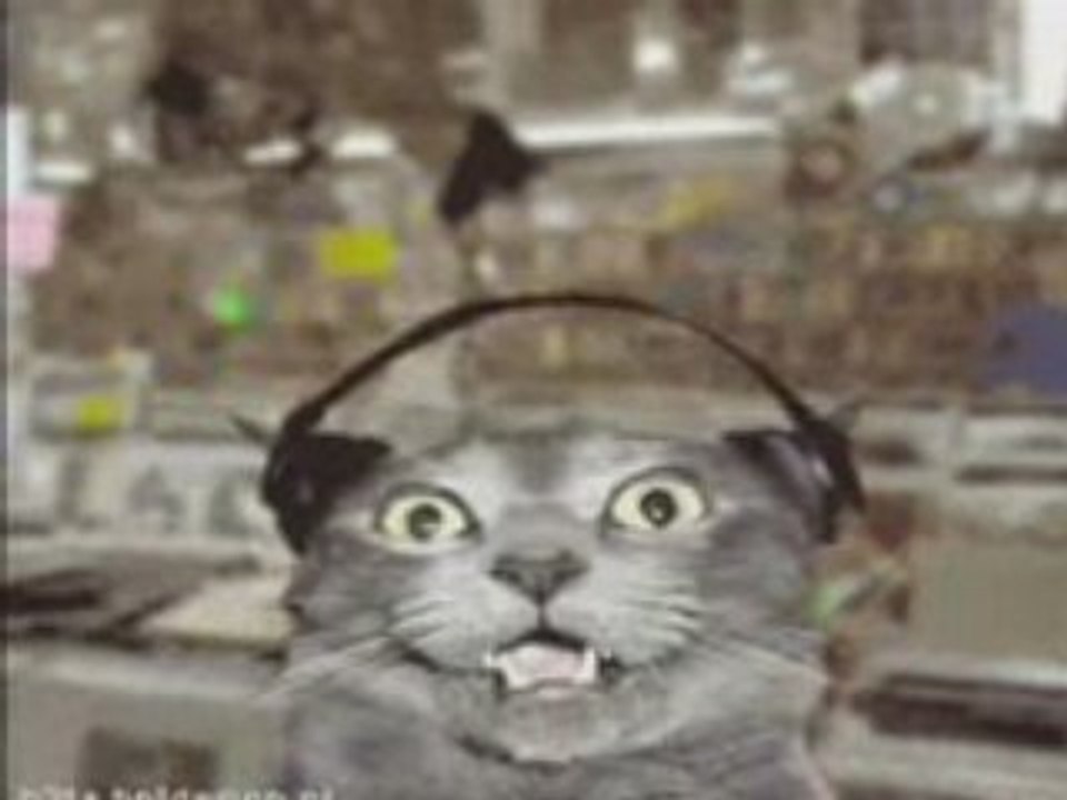 Crazy Cat