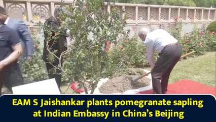 EAM S Jaishankar plants pomegranate sapling at Indian Embassy in China’s Beijing