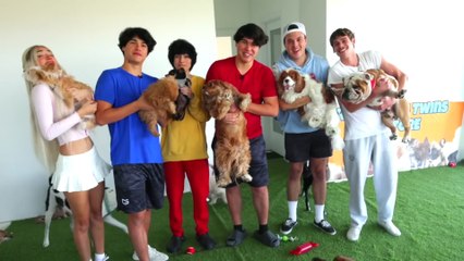 I Saved 100 Dogs from Dying | Mr beast |