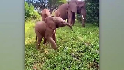 Incredible Safari Moments Caught On Camera