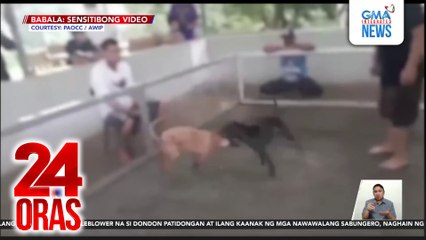 Illegal dog fighting, bistado; umano'y nagpapatakbo, arestado | 24 Oras