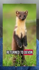 Pine Martens Return to Devon MDA