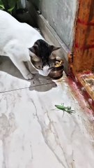 Kincy the Cat vs Grasshopper 🐱🦗 | Adorable & Funny Cat Hunting Moment