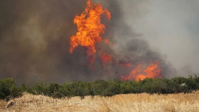 Tekirdağ'da tarlada başlayan yangın ormana sıçradı