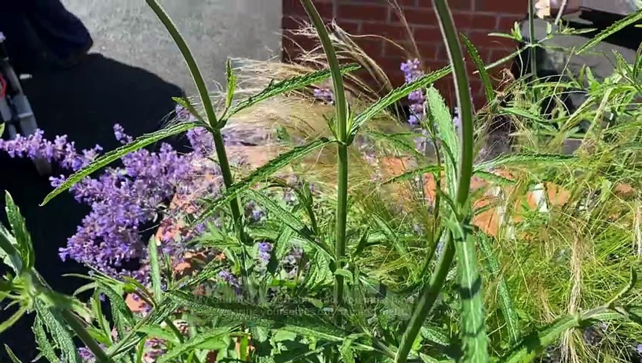 Machynlleth care home gets gardens revamped for benefit of residents for generations to come
