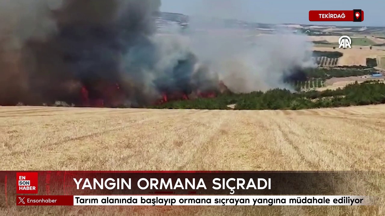 Tekirdağ'da anız yangını ormana sıçradı