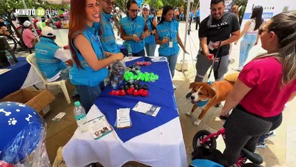 Así es como la Personería velará por los derechos de las mascotas en Medellín con su nuevo observatorio