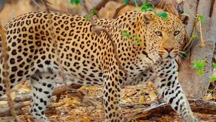 Instinto animal Tráiler VOSE