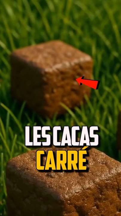 LES CACAS CARRÉS ?