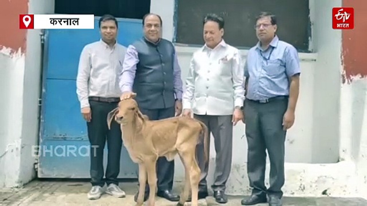 ‘गंगा’ के भ्रूण से जन्मी बछिया, NDRI करनाल के वैज्ञानिकों ने किया कमाल, डेयरी सेक्टर में आएगी क्रांति
