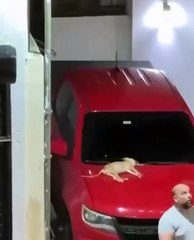 ¡Cruel! Perrito muere tras ser lanzado desde un edificio residencial (Video)