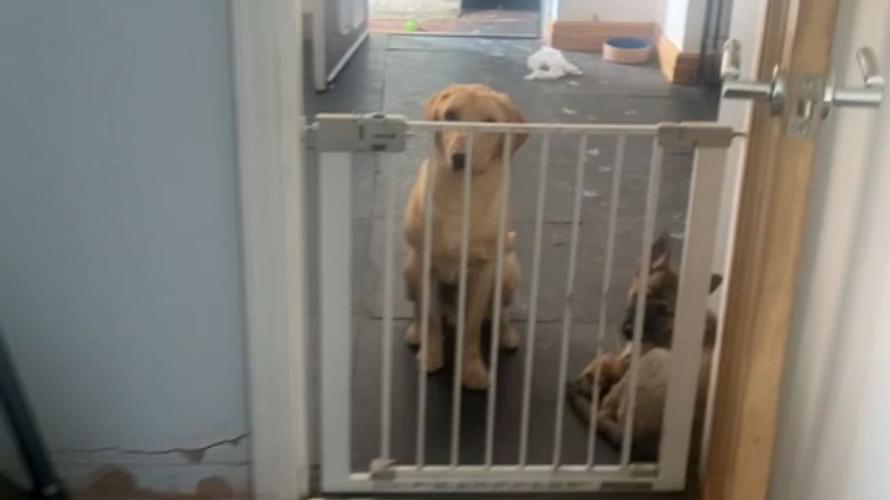 Pups jump in paint tub and leave prints all over the house