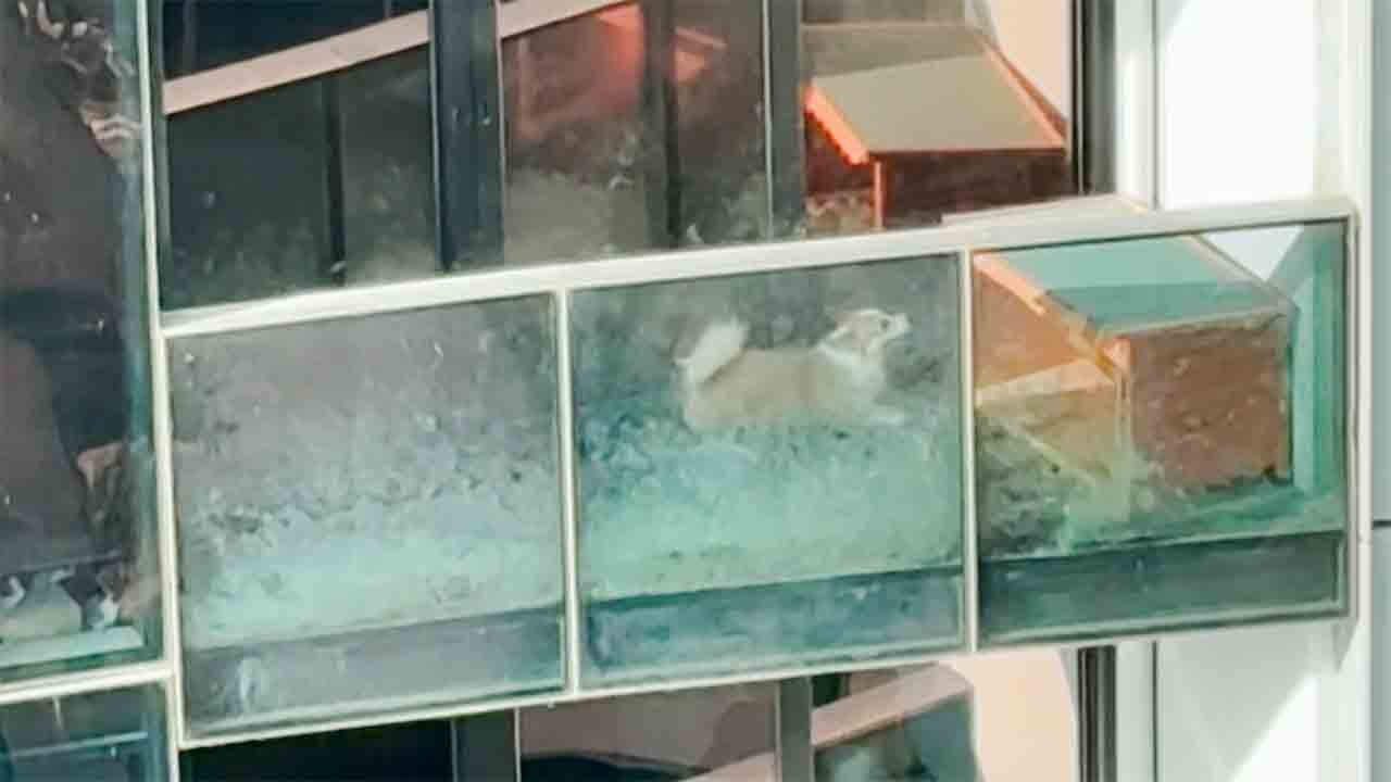 Hund bekommt neues Leben, nachdem virales Video ihn auf einem Wohnungsbalkon zeigt