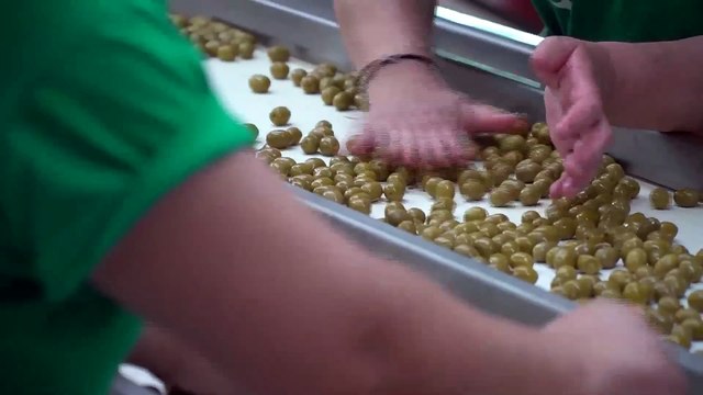 Οι δασμοί του Τράμπ στην ΕΕ επηρεάζουν και τους Ελαιοπαραγωγούς της Φθιώτιδας