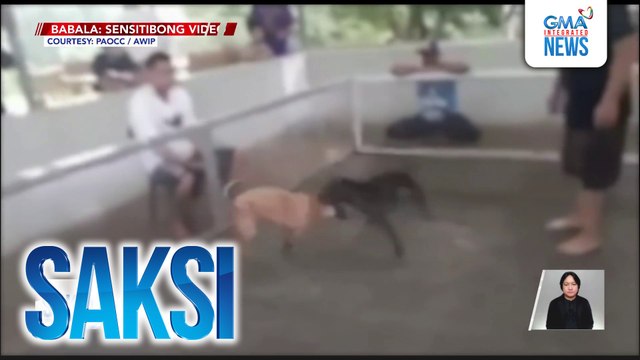 Nagpapatakbo umano ng illegal dog fighting, arestado; mga aso't tuta, nasagip | Saksi