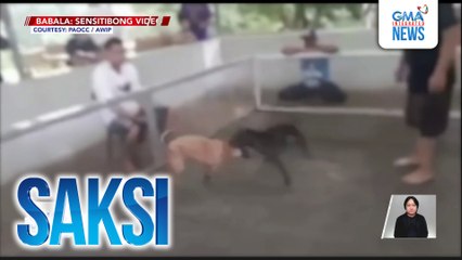 Nagpapatakbo umano ng illegal dog fighting, arestado; mga aso't tuta, nasagip | Saksi