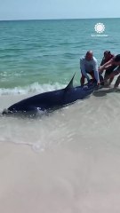 Florida Couple Helps Shark Back into Ocean - AccuWeather