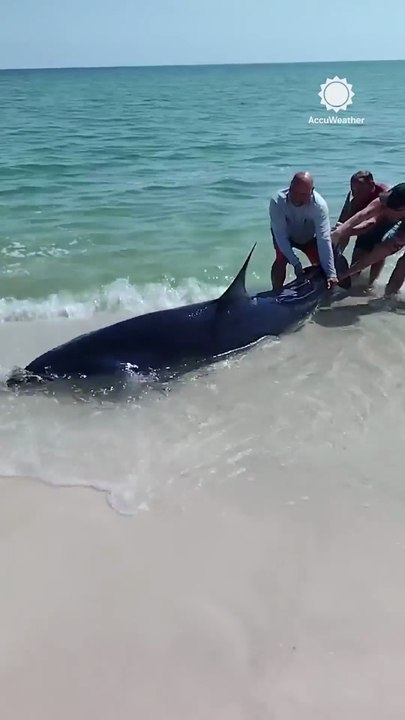 Florida Couple Helps Shark Back into Ocean - AccuWeather