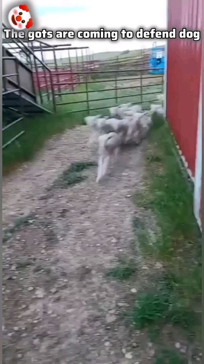 viral