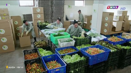 DUYÊN - TẬP 47 - PHIM VIỆT NAM THVL1 - PHIM DUYEN