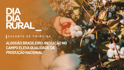 Algodão brasileiro: inovação no campo eleva qualidade da produção nacional