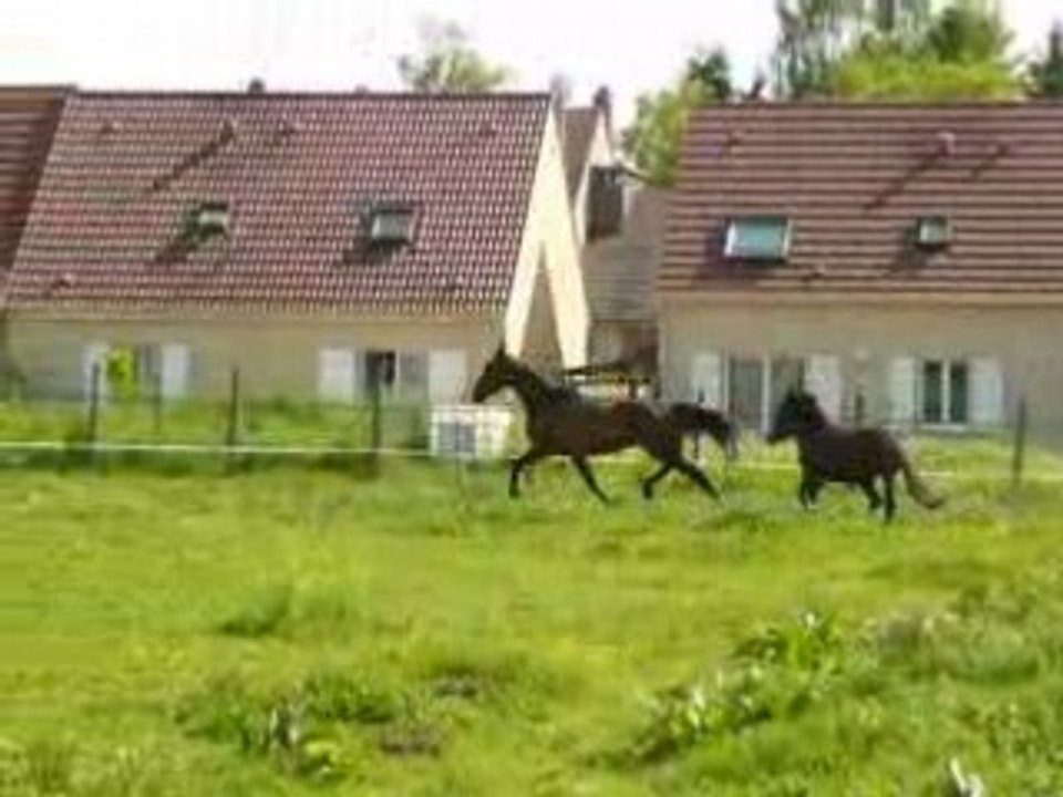 eva et black